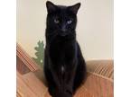 Adopt Edith a Domestic Short Hair