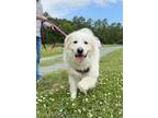 Adopt Shannon a Great Pyrenees, Mixed Breed