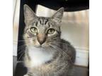 Adopt Pretty a Domestic Short Hair