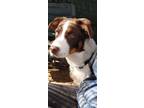 Adopt Red a Australian Shepherd, Border Collie