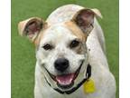 Adopt Bree Purity a Cattle Dog, Mixed Breed