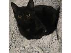 Adopt Beretta (Longer Hair) a Domestic Short Hair