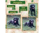 Adopt Penguin a Labrador Retriever