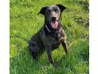 Adopt Lunis a Australian Cattle Dog / Blue Heeler, Labrador Retriever