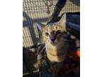 Adopt Reu a Domestic Short Hair