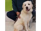 Adopt Margo a Great Pyrenees