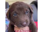 Adopt Maisie a Labrador Retriever, Basset Hound