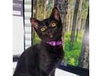 Adopt Nova a Domestic Short Hair