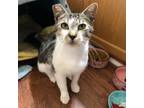 Adopt Mya a Domestic Short Hair