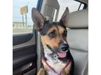 Adopt Frito a Cattle Dog