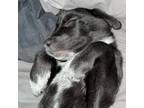 Adopt Aurora (Candy) a Australian Cattle Dog / Blue Heeler, Husky