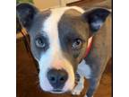 Adopt Shannon a Pit Bull Terrier