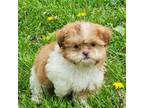 Shih Tzu Puppy for sale in Perry, MI, USA