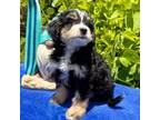 Mutt Puppy for sale in Land O Lakes, FL, USA