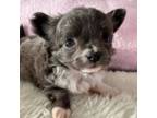 Chihuahua Puppy for sale in Taftville, CT, USA