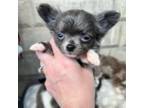Chihuahua Puppy for sale in Taftville, CT, USA