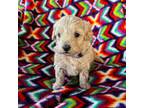Maltipoo Puppy for sale in Heavener, OK, USA