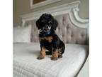 Mutt Puppy for sale in Beckley, WV, USA