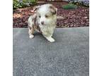 Miniature Australian Shepherd Puppy for sale in Montgomery, IN, USA