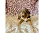 Aussiedoodle Puppy for sale in Vacaville, CA, USA