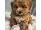 Cavapoo Puppy for sale in Pennsauken, NJ, USA