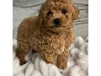 Mutt Puppy for sale in Pennsauken, NJ, USA