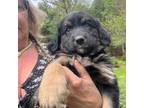 German Shepherd Dog Puppy for sale in Hampden, MA, USA