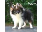 Pomeranian Puppy for sale in Cleveland, GA, USA