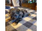 Schnauzer (Miniature) Puppy for sale in Perkins, OK, USA