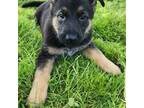 German Shepherd Dog Puppy for sale in Erie, PA, USA