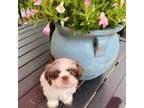 Shih Tzu Puppy for sale in Woodstock, GA, USA