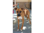 Adopt Ziggy a Boxer, Mixed Breed