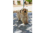 Adopt Indy a Terrier, Lhasa Apso