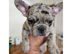 French Bulldog Puppy for sale in Inglewood, CA, USA