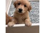 Golden Retriever Puppy for sale in Elizabethtown, KY, USA