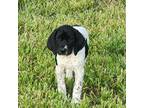 German Shorthaired Pointer Puppy for sale in Wooster, OH, USA