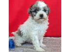 Poodle (Toy) Puppy for sale in Virginia Beach, VA, USA