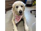 Adopt Bailey a Great Pyrenees