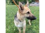 Adopt Rylee a German Shepherd Dog