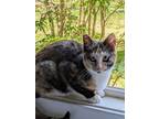 Adopt Felicity a Domestic Short Hair