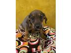 Adopt Cheez a Mountain Cur, Mixed Breed