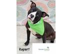 Adopt Rupert a Pit Bull Terrier