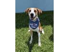 Adopt Cody a Hound, Mixed Breed