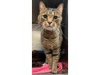 Adopt Miles a Domestic Short Hair