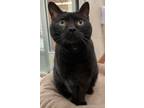 Adopt Razz a Domestic Short Hair