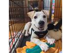 Adopt Rodeo a Mixed Breed