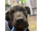 Adopt Moby a Mixed Breed