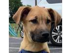 Adopt Loggy (In Foster Home) a Mixed Breed