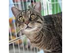 Adopt Curly a Domestic Short Hair