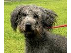 Adopt Wall-E a Australian Shepherd, Poodle